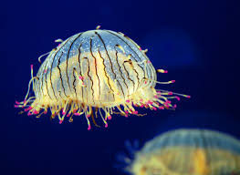 flower hat Jellyfish